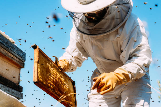 Beekeeper working collect honey. Beekeeping concept.